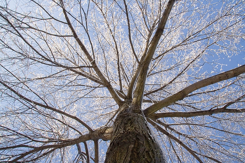 20060430-JanuarySnow-028