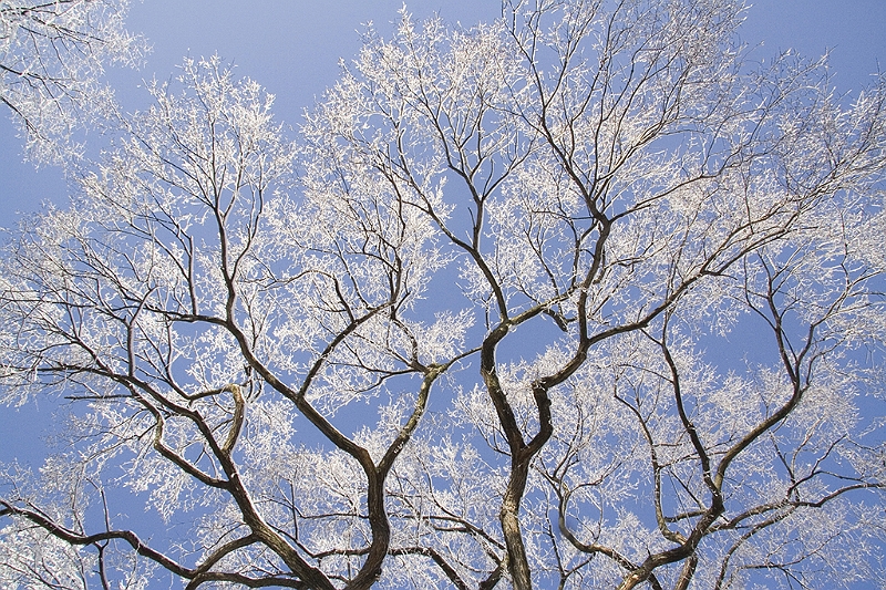 20060430-JanuarySnow-030