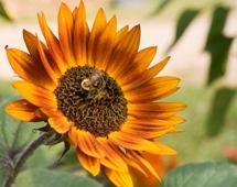 _MG_8746-300X170