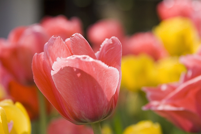 20060430-SpringFlowers-001