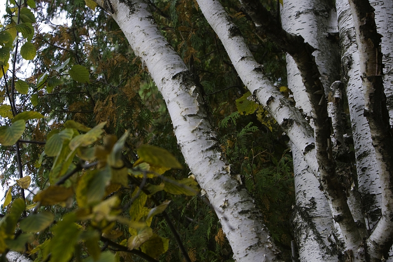 _MG_0570
