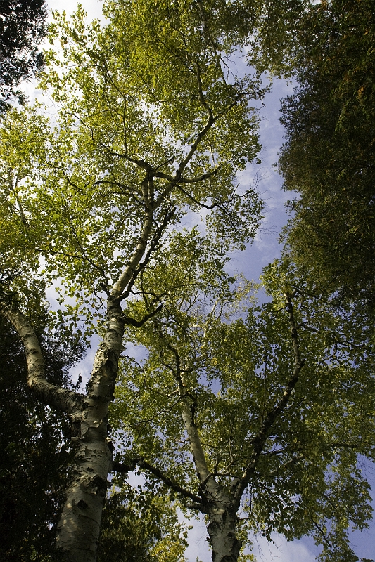_MG_0605