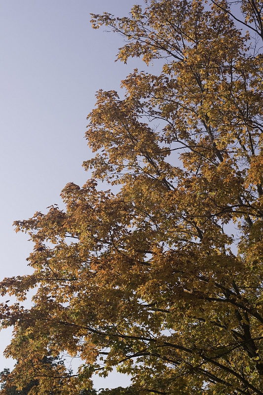 _MG_0811